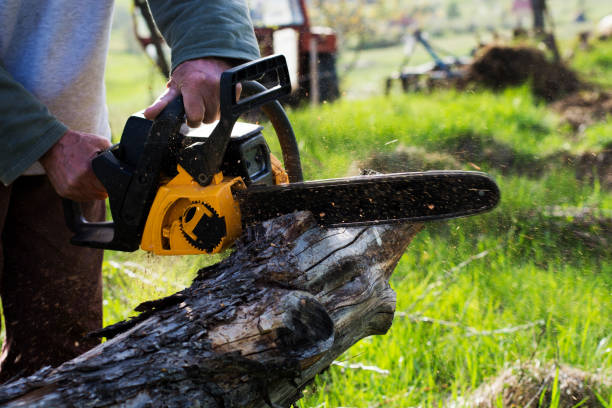 Professional Tree Services in Winnemucca, NV